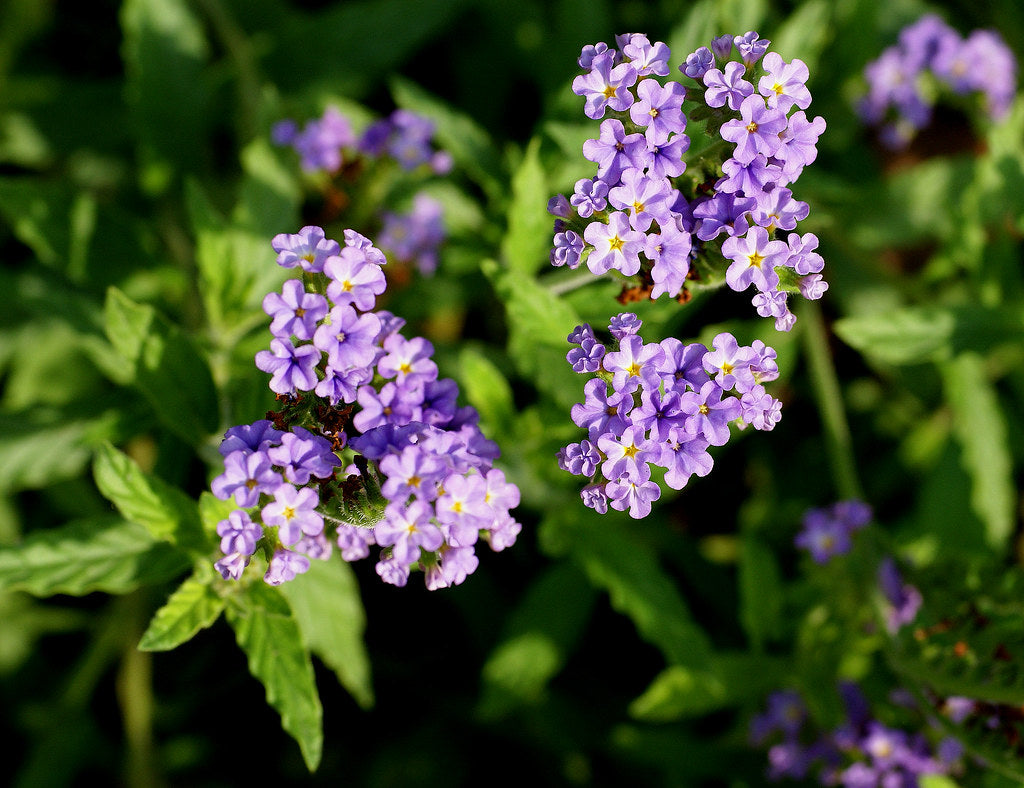 Blue Heliotrope