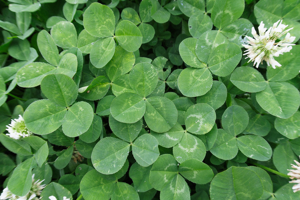 White Clover