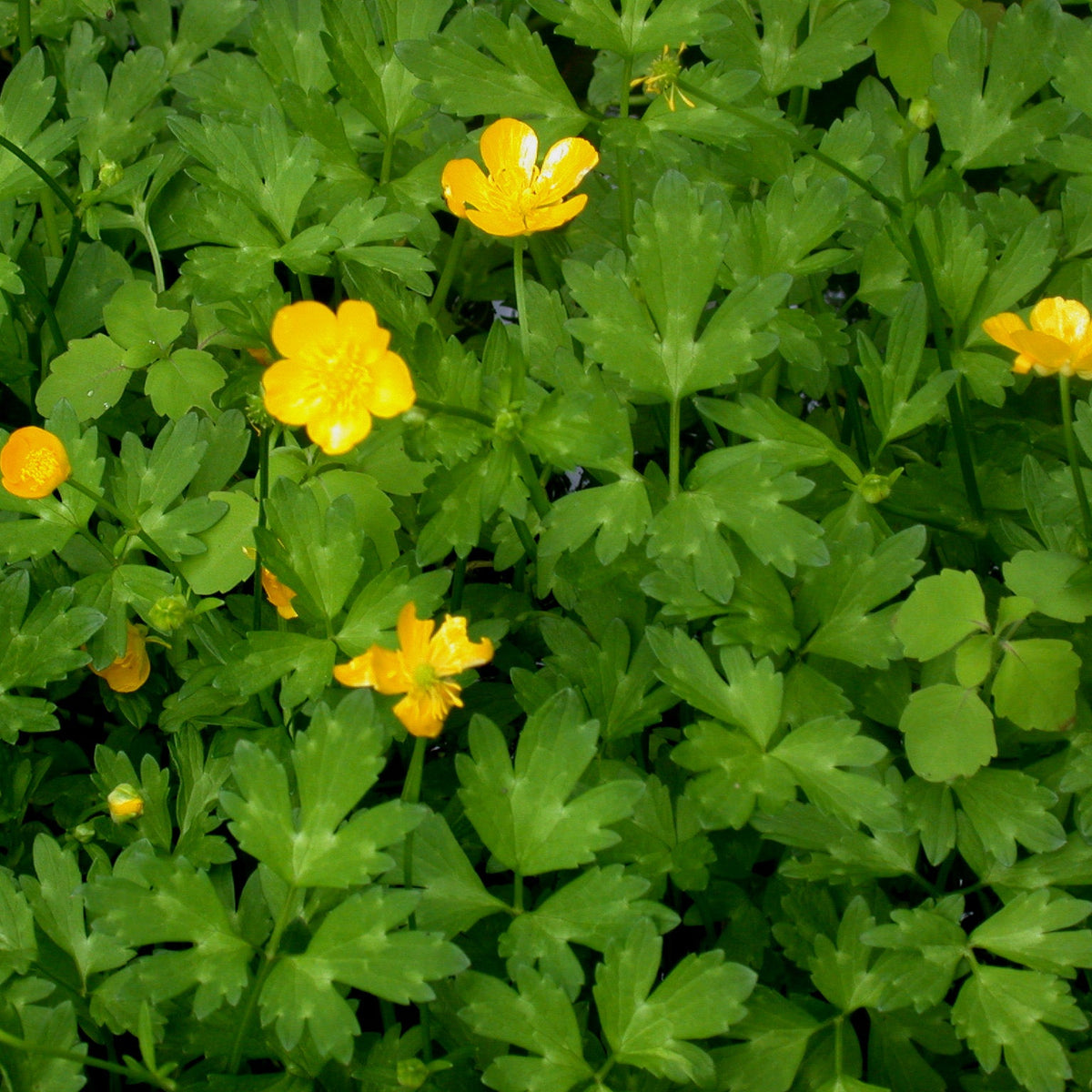 Creeping Buttercup