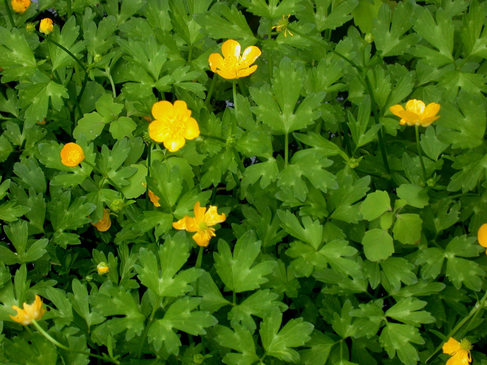 Creeping Buttercup