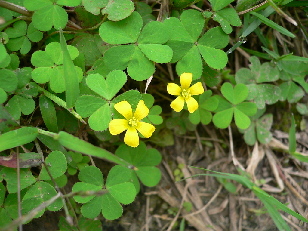 Creeping Oxalis