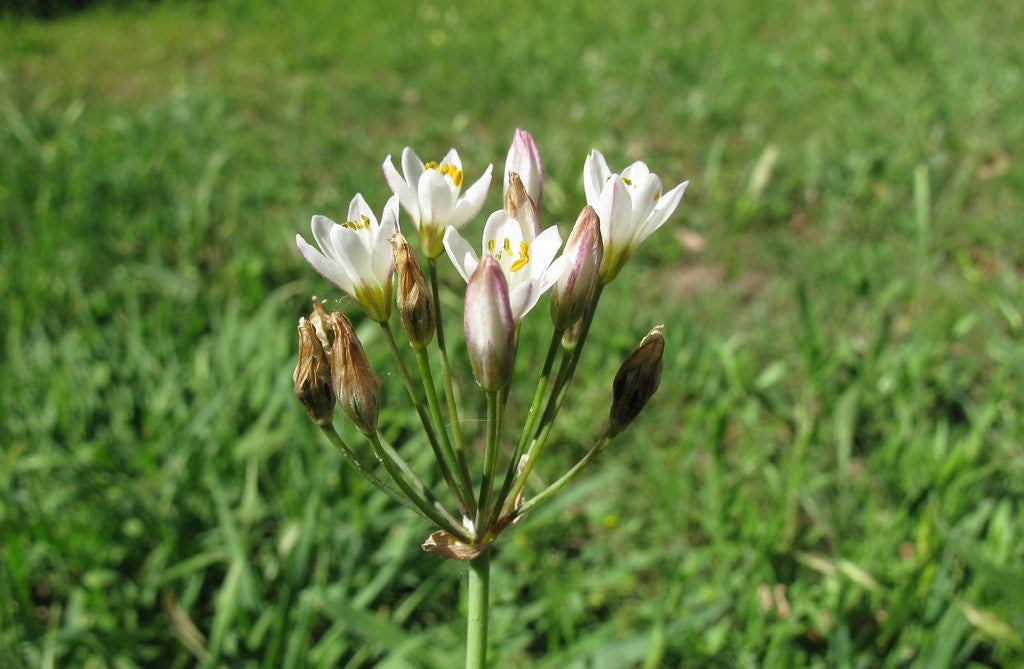 False Onion Weed