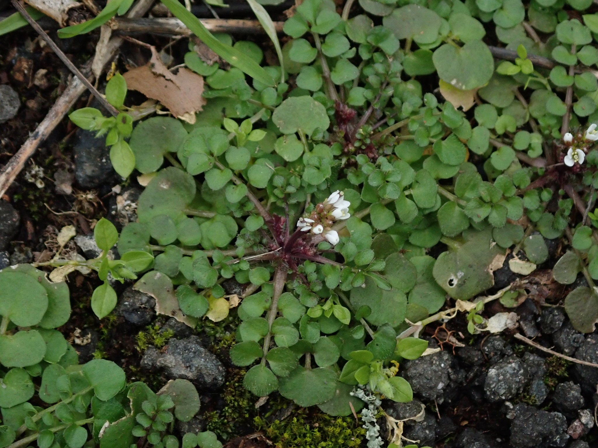 Flickweed