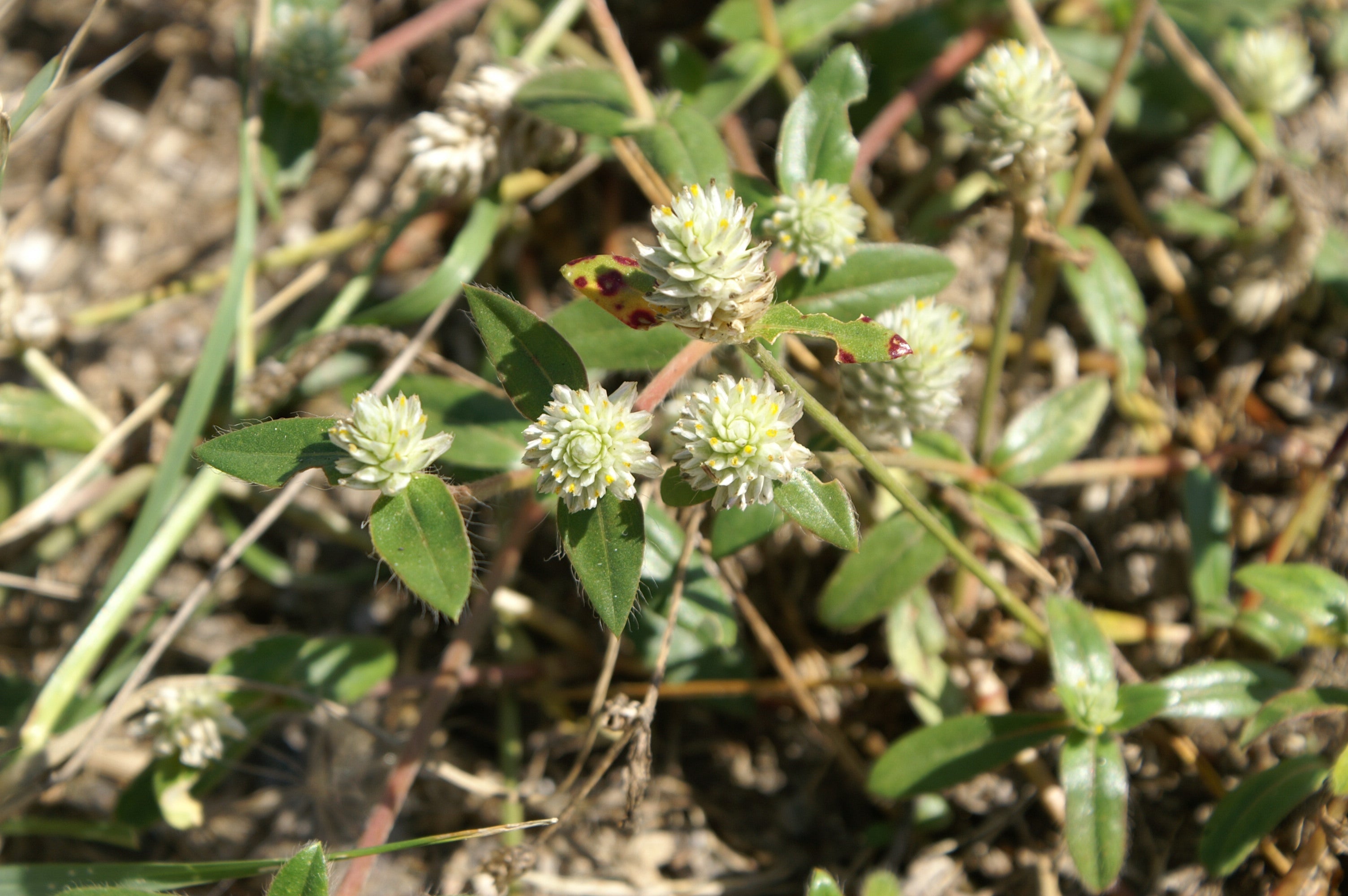 Gomphrena Weed