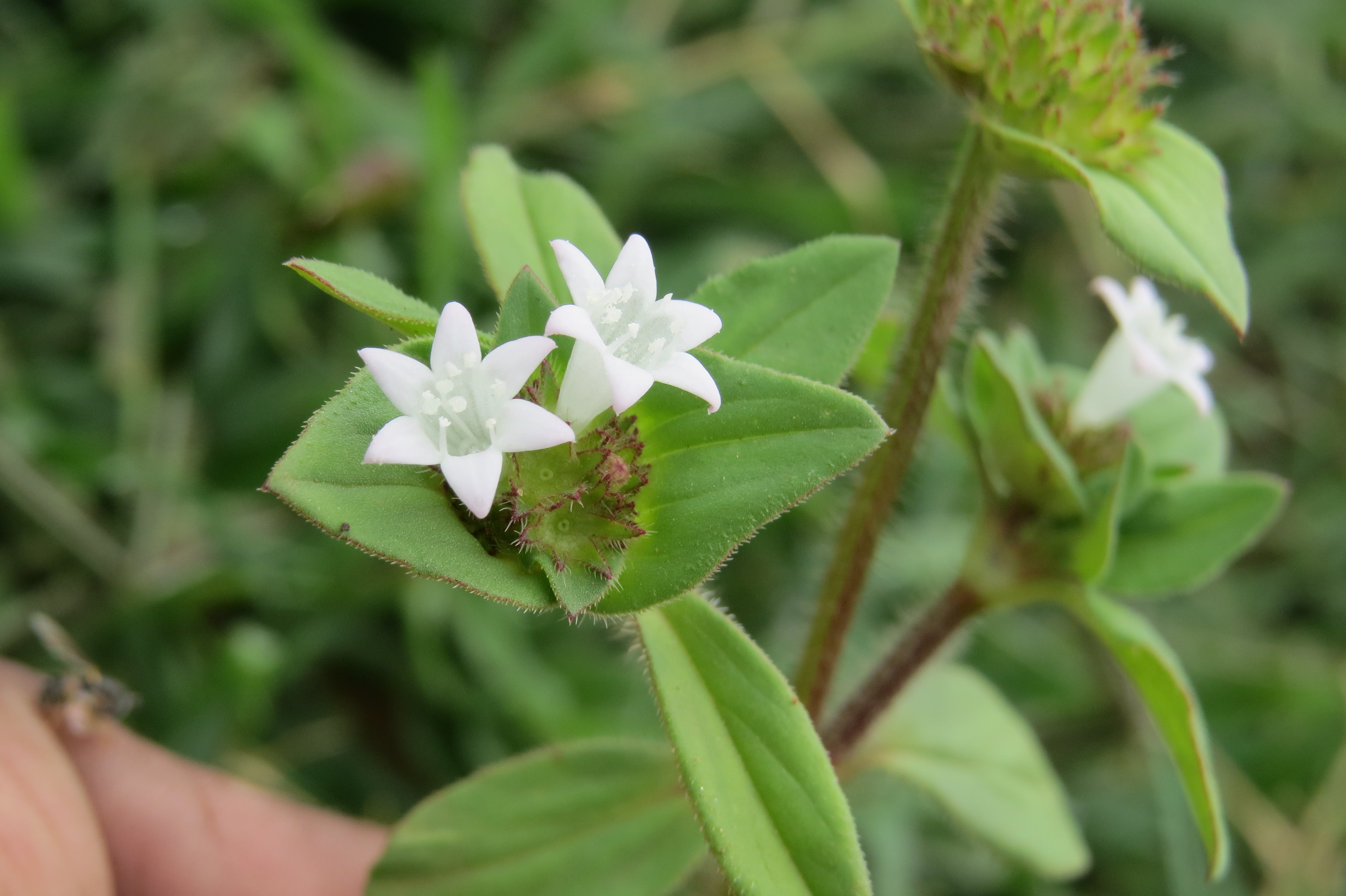 Mexican Clover