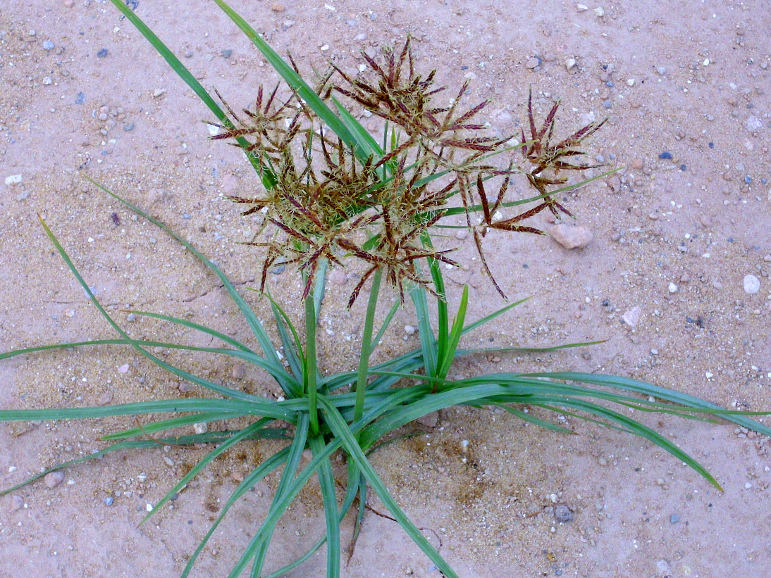 Nutgrass