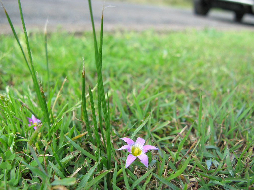 Guildford Grass