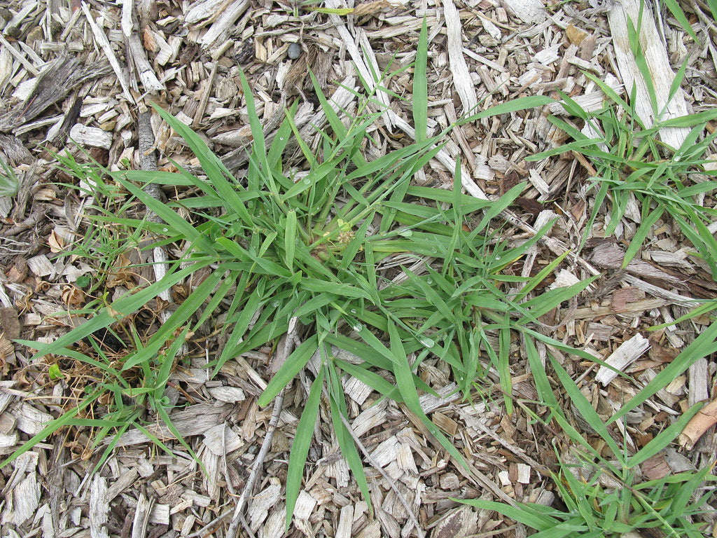 Paspalum