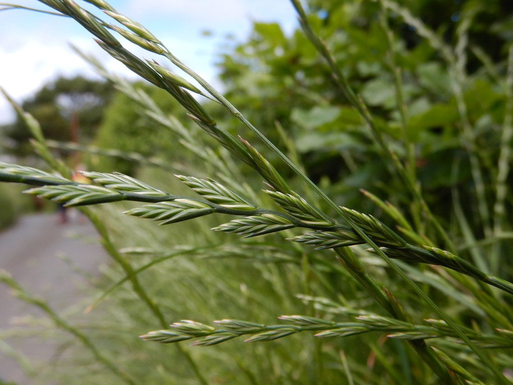 Rye Grass