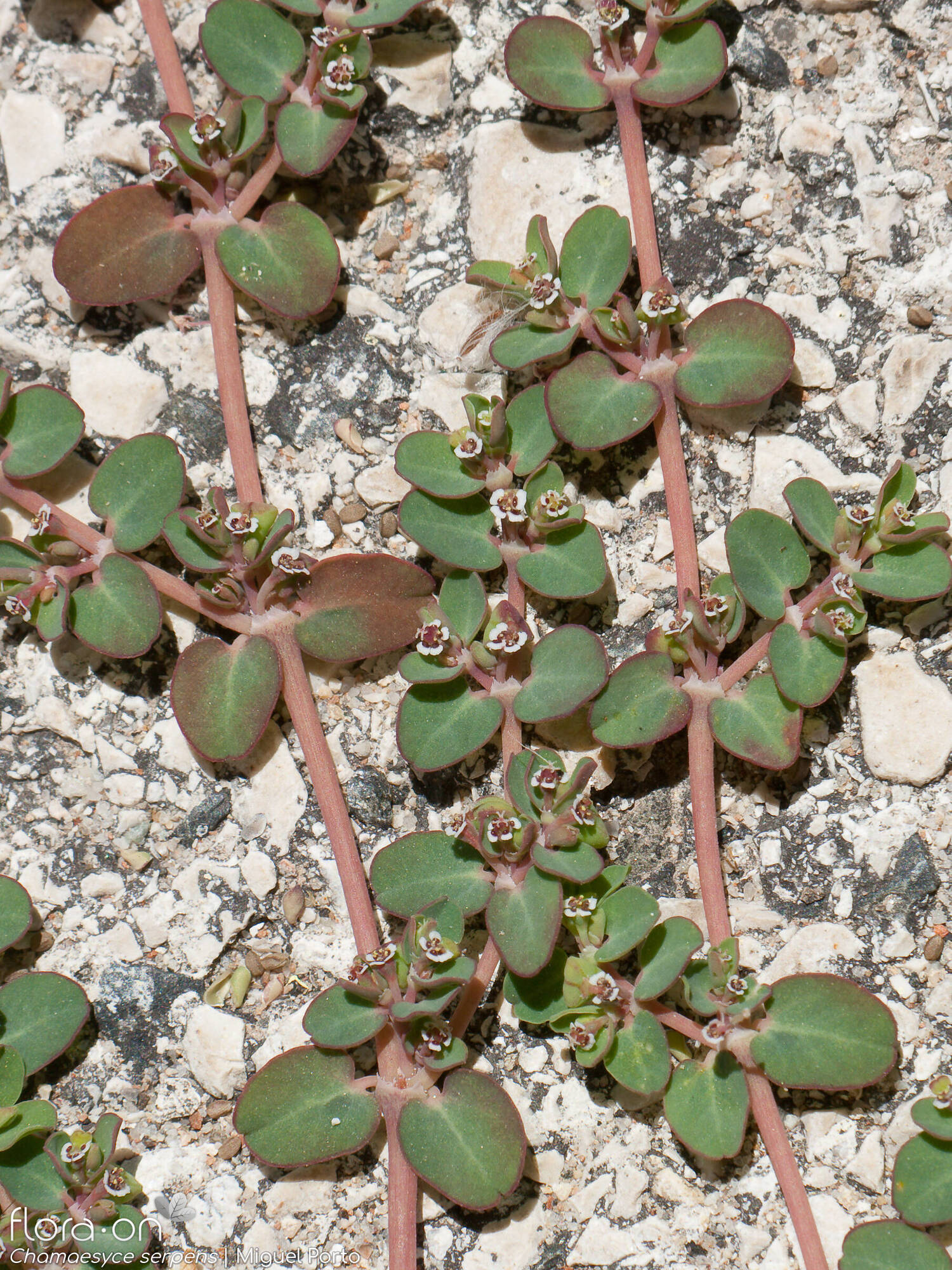 Red Caustic Weed