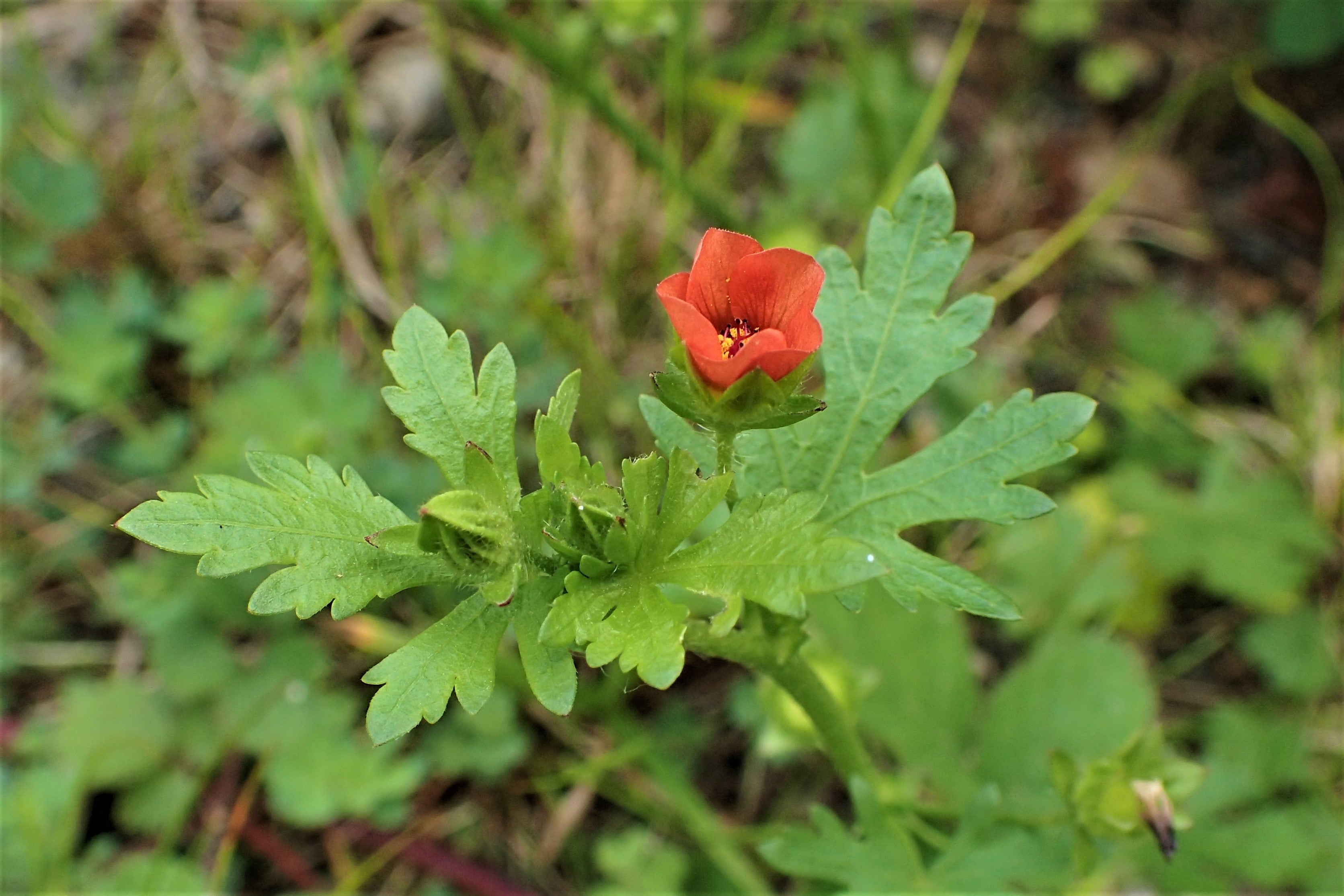 Red-Flowered Mallow