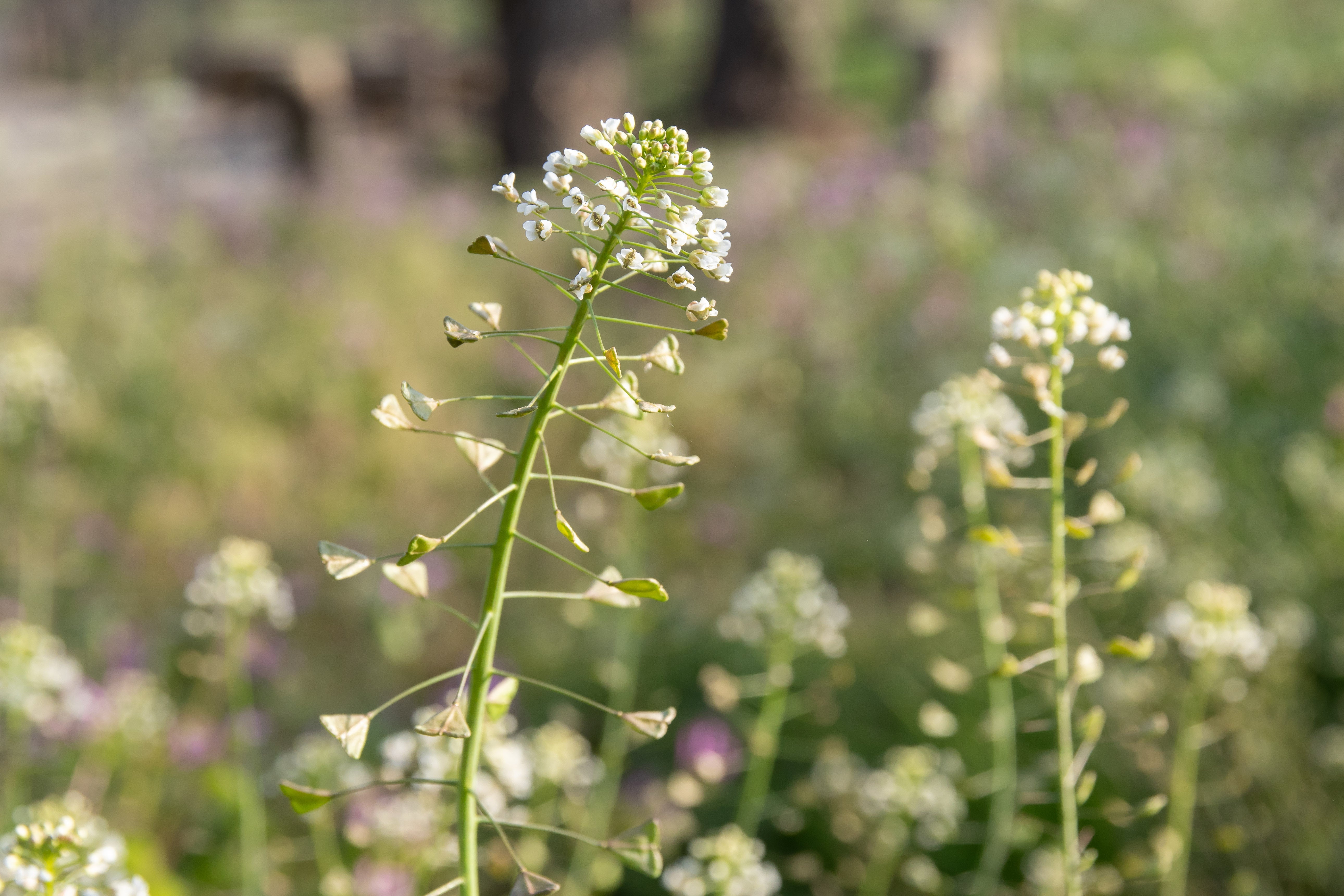 Shepherds Purse