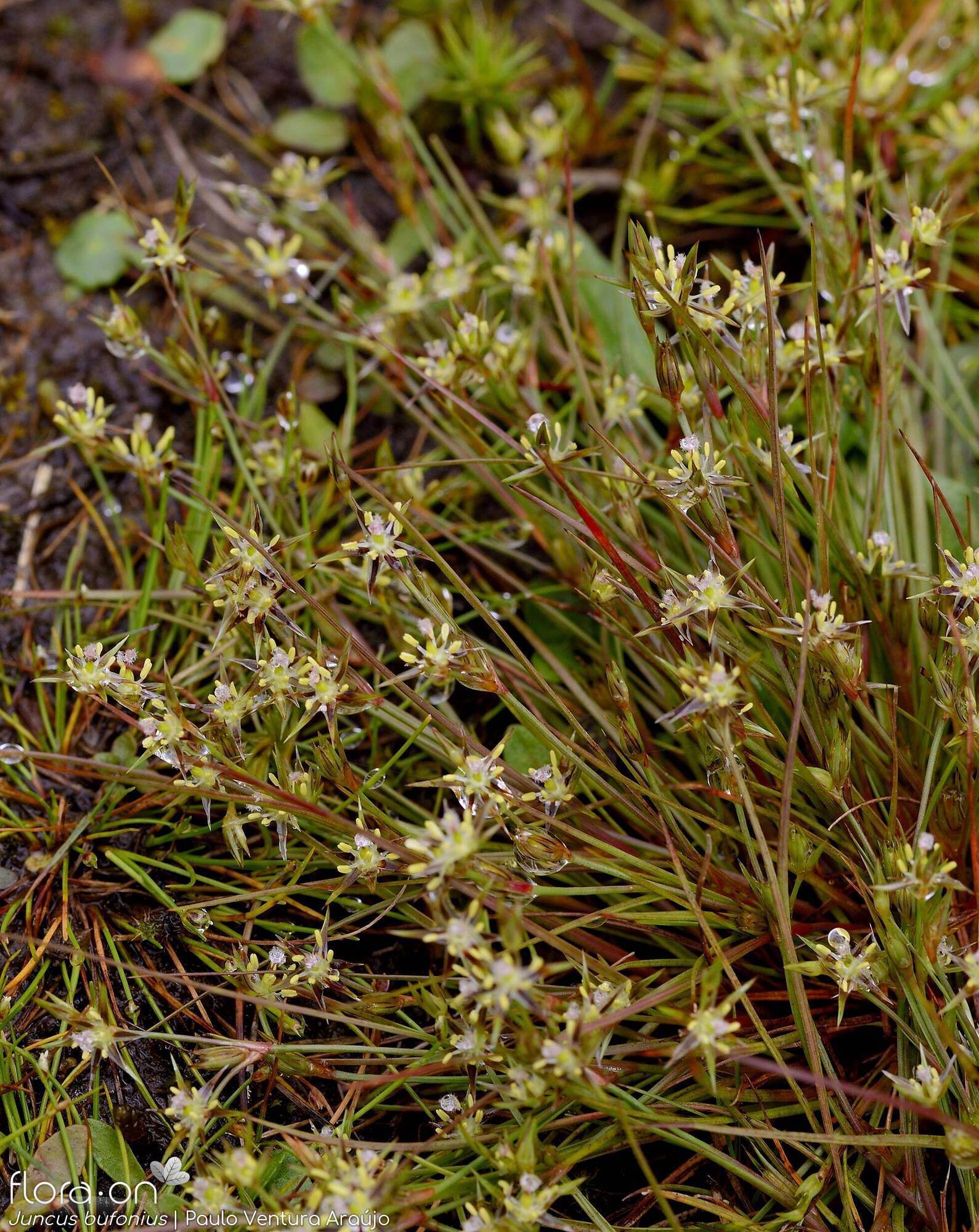 Toad Rush