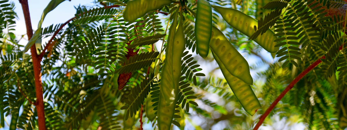 Leucaena, Leucaena leucocephala - Greenway Weed Solutions