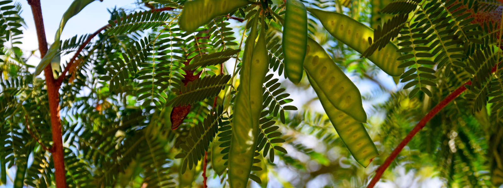 Leucaena