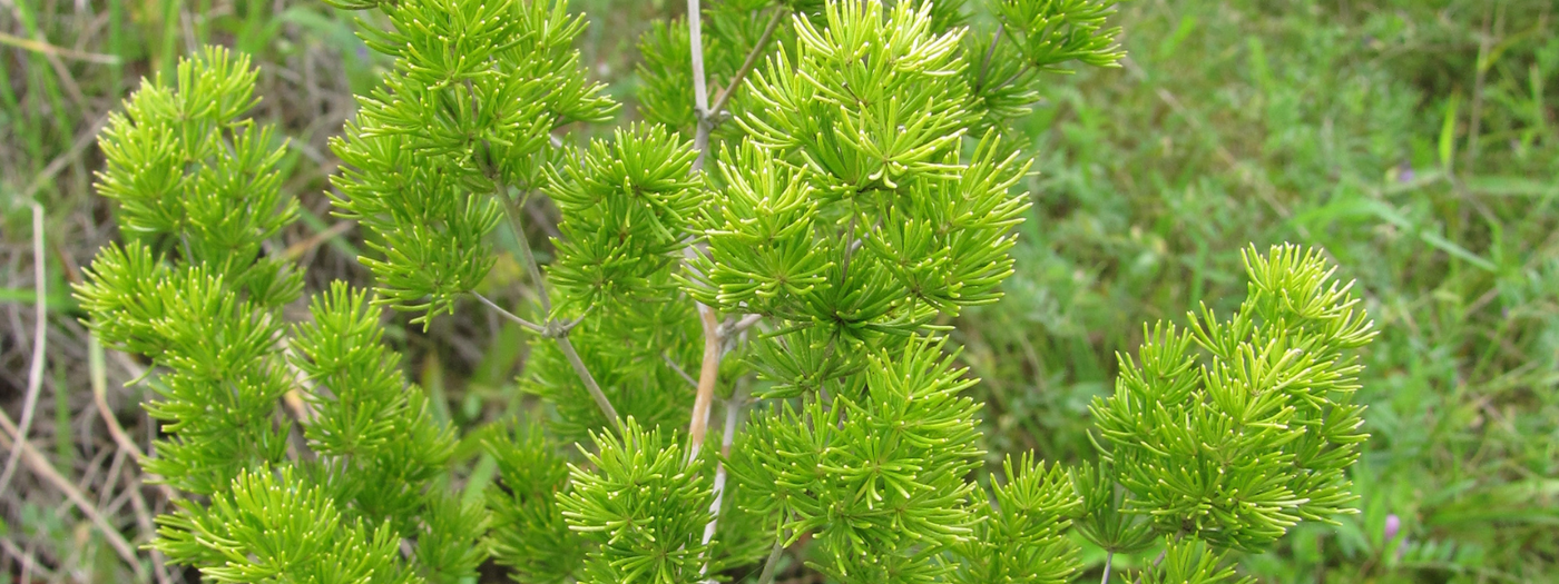 Ming Asparagus Fern, Asparagus macowanii Greenway Weed Solutions