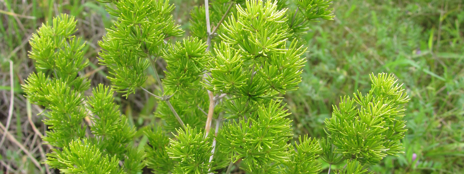 Ming asparagus fern