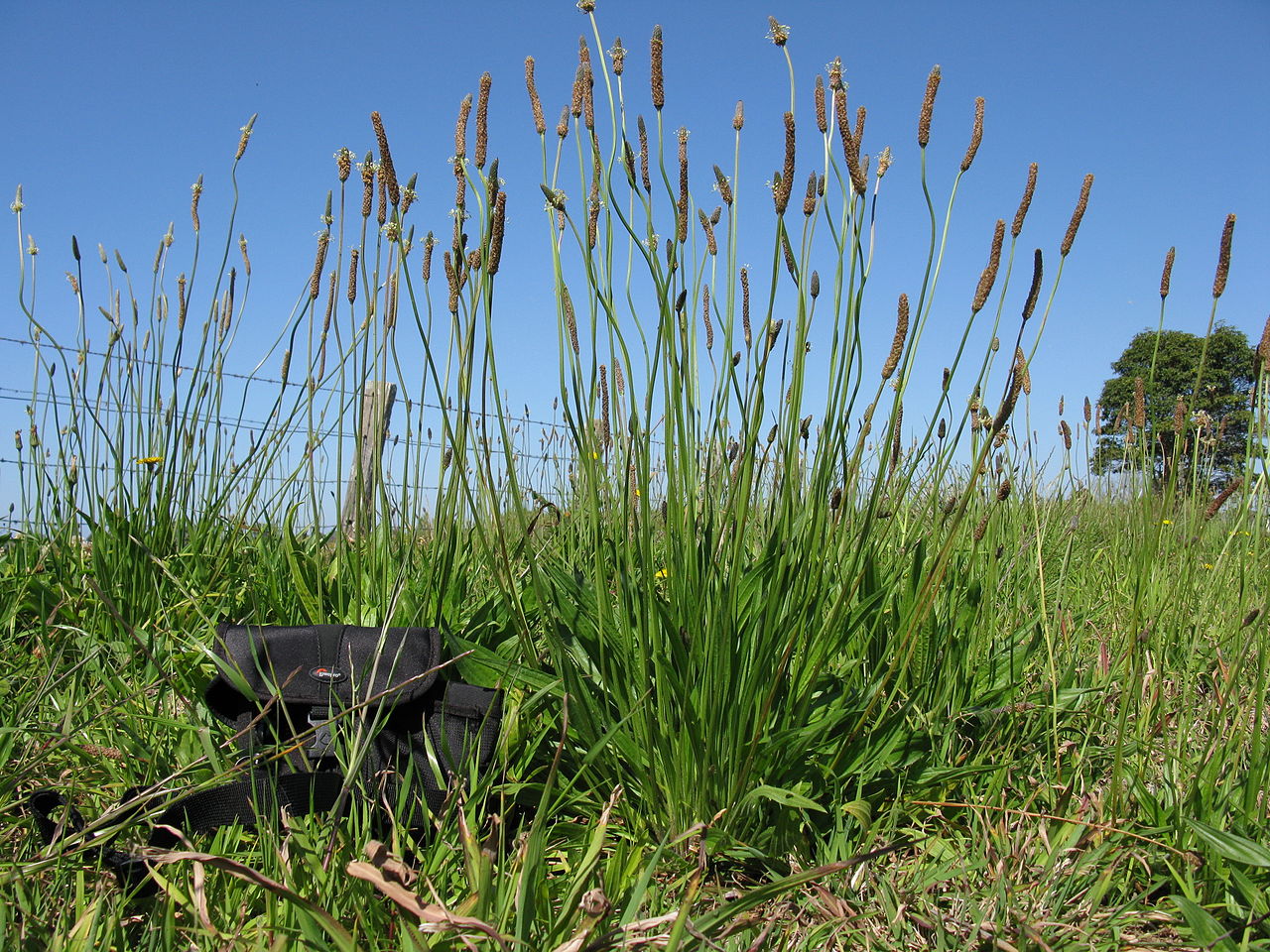 Water pH and the Performance of Weak Acid Herbicides