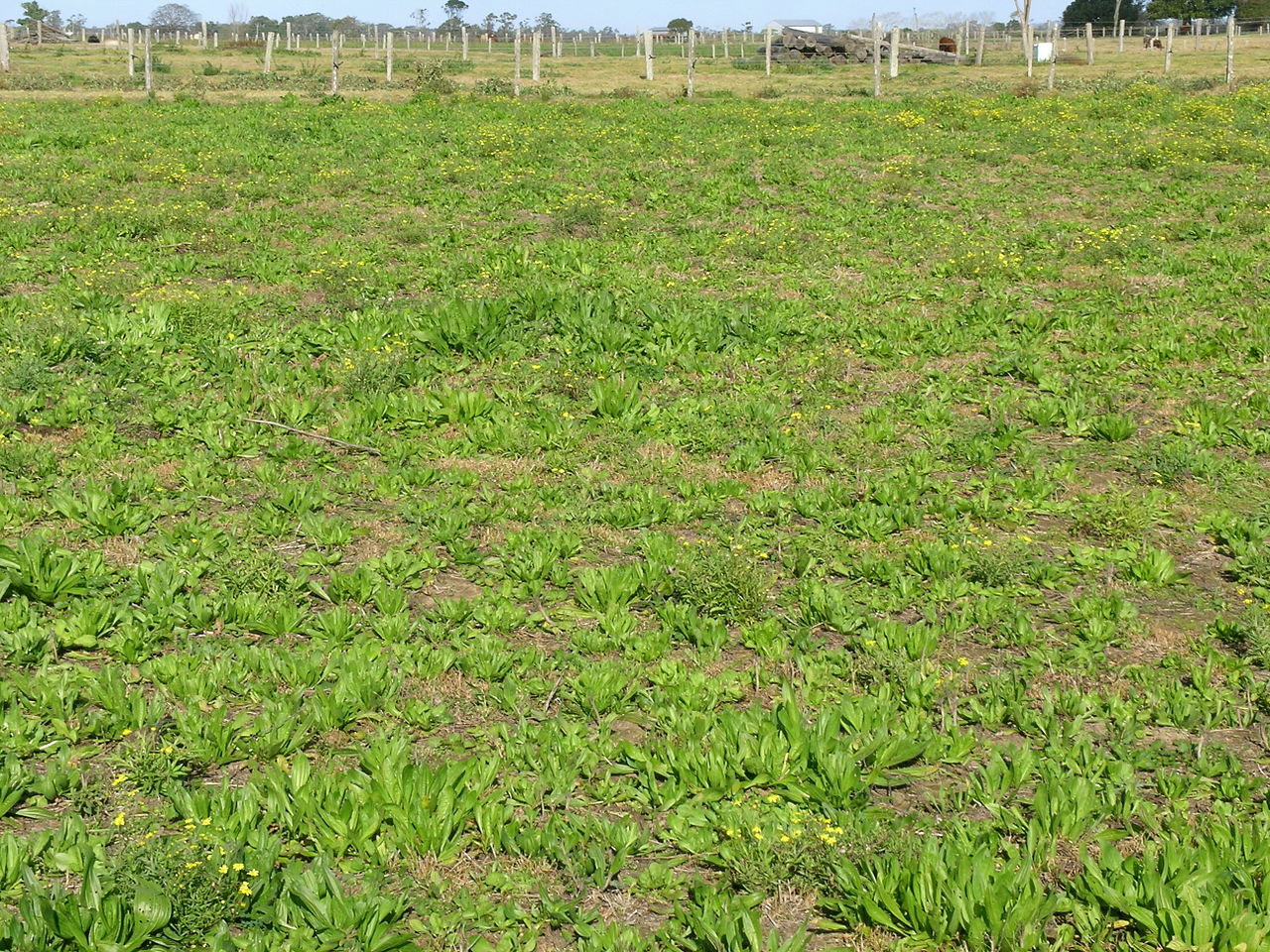 Archive: Australian Inventory Levels for Herbicides Significantly Reduced
