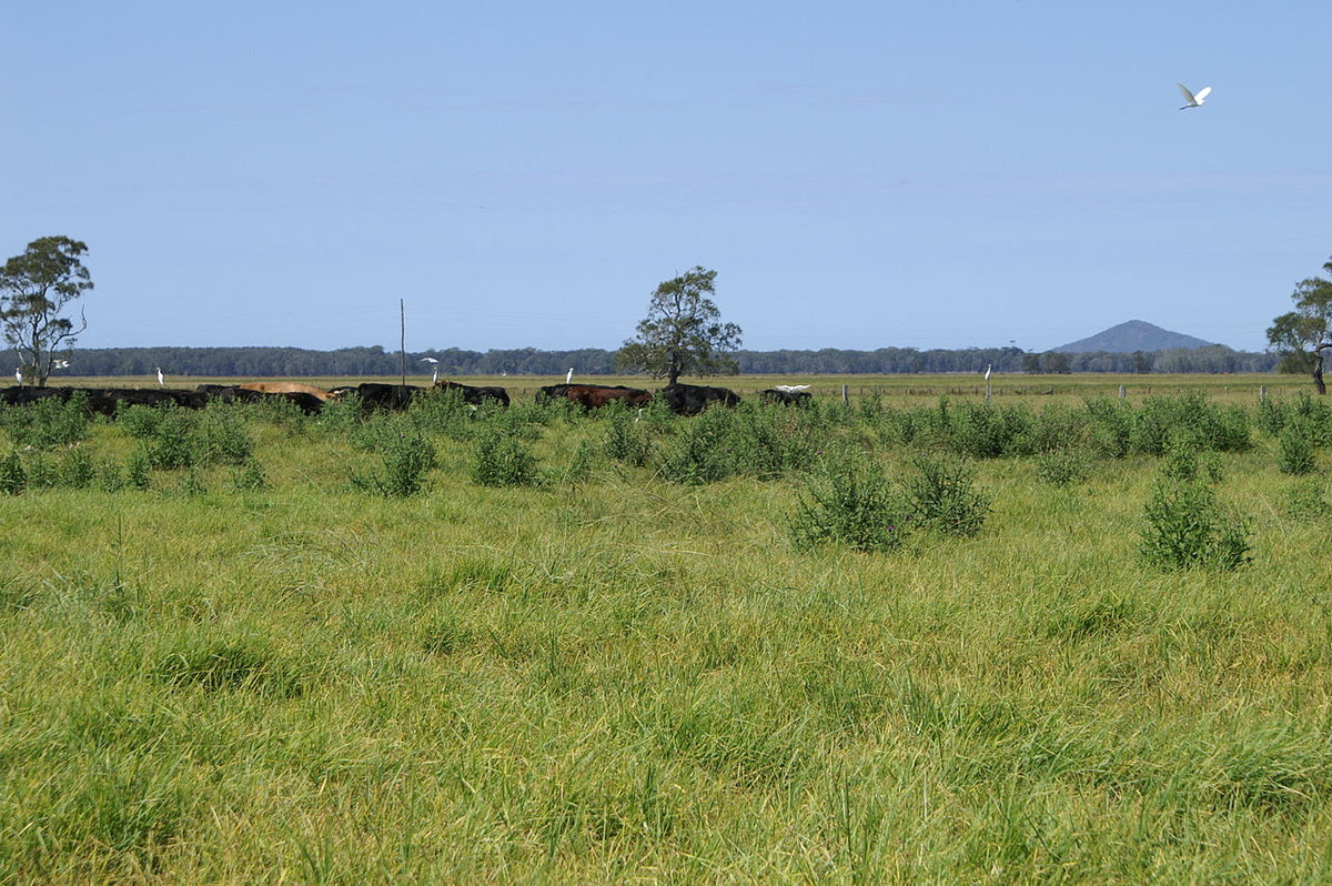 Non-Selective vs. Selective Herbicides: Choosing Weed Control