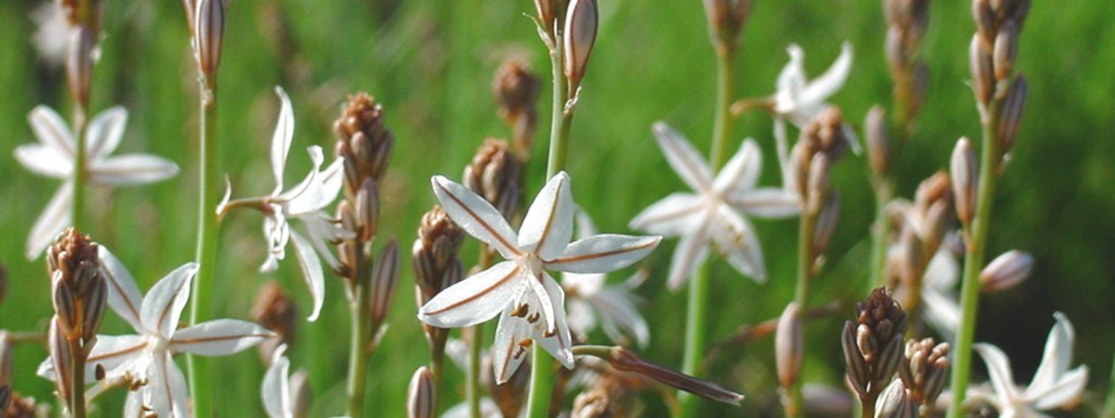 Onion Weed, Asphodelus fistulosus Greenway Weed Solutions