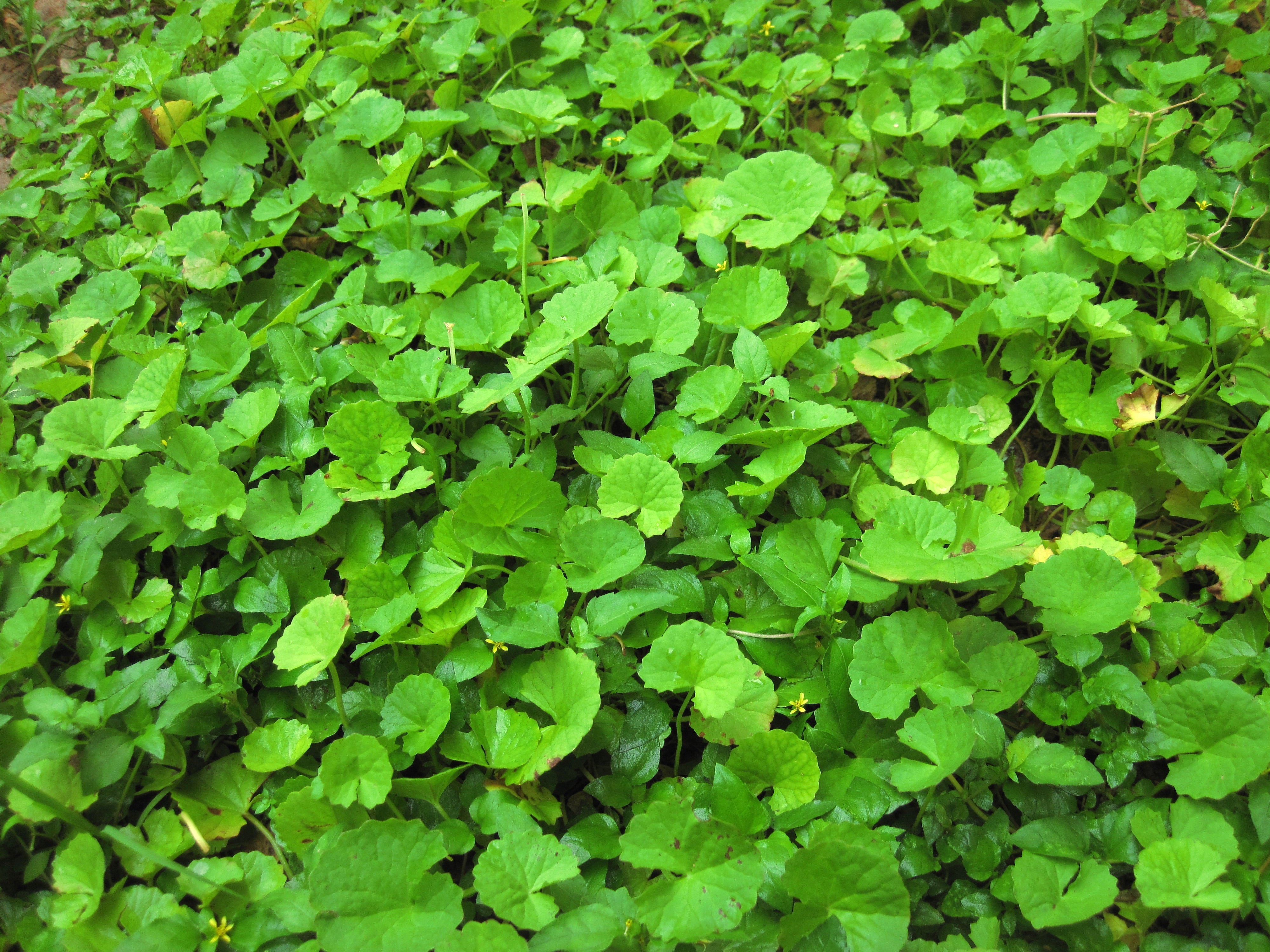 Pennywort