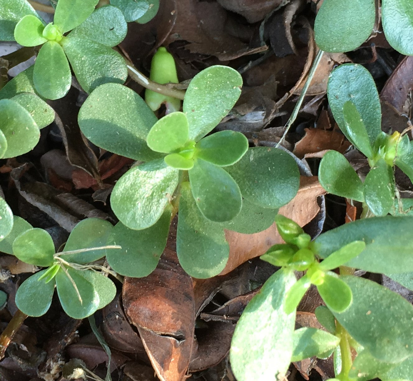 Pigweed