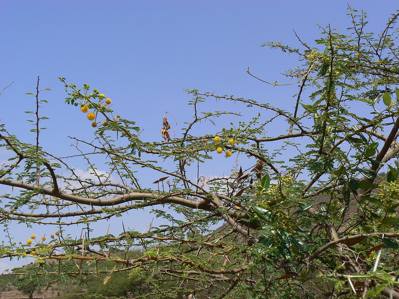 Prickly Acacia