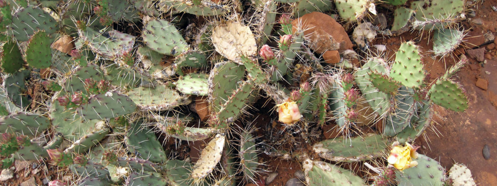 Prickly pears