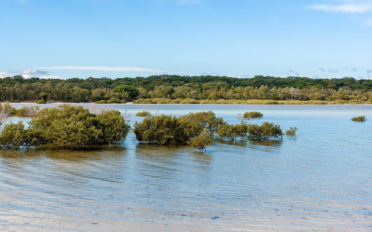 Riparian Zones: Protecting Waterways While Controlling Weeds