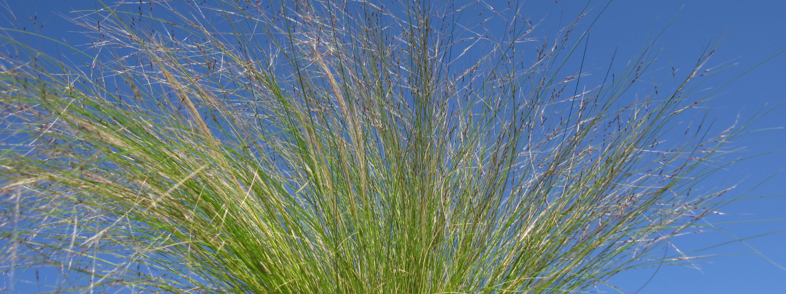 Serrated Tussock