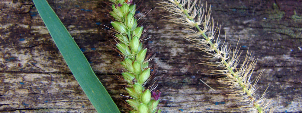 Setaria species, Setaria spp. - Greenway Weed Solutions