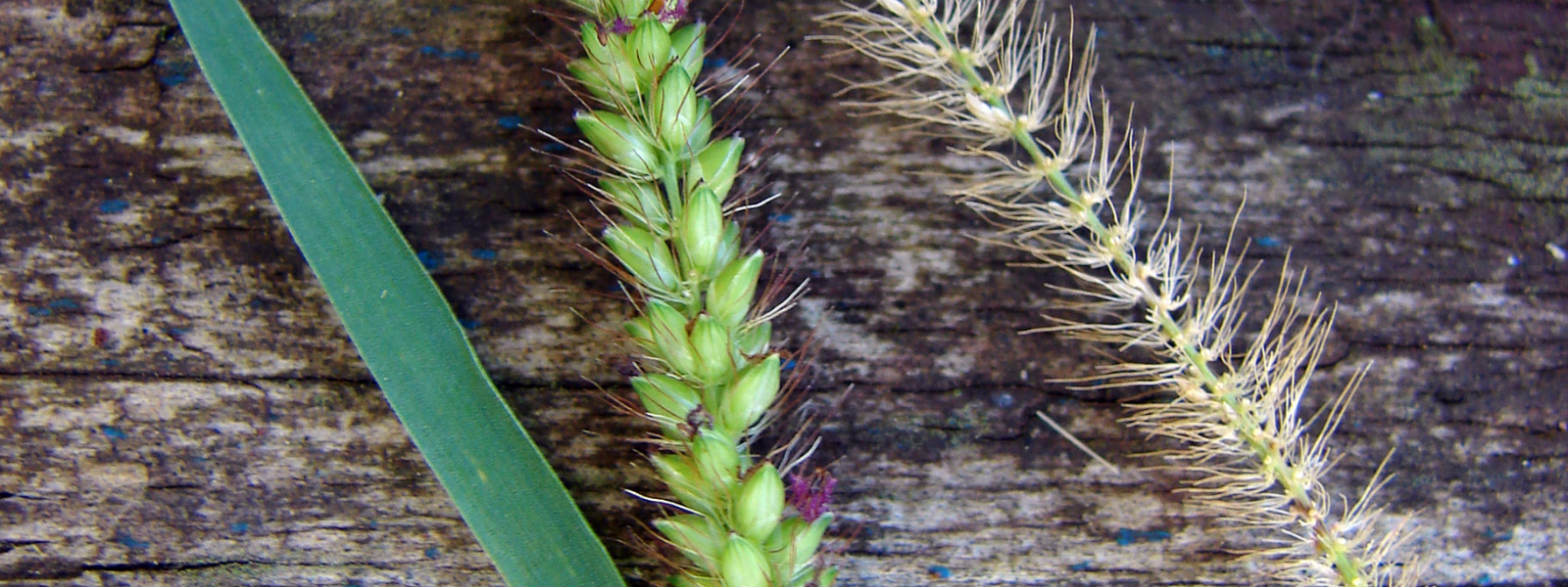 Setaria