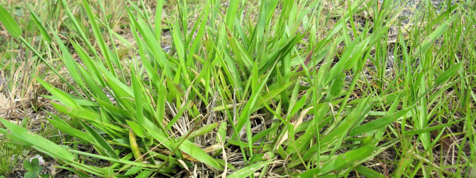 Signal Grass