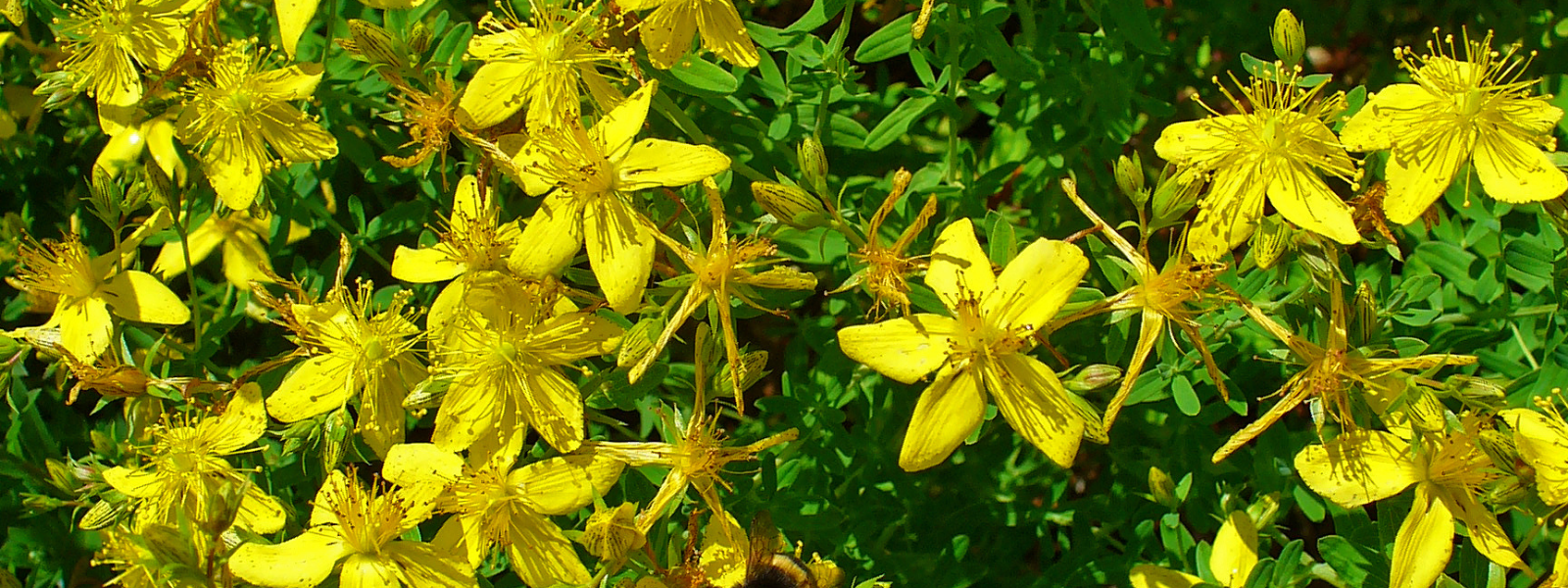 St John's wort