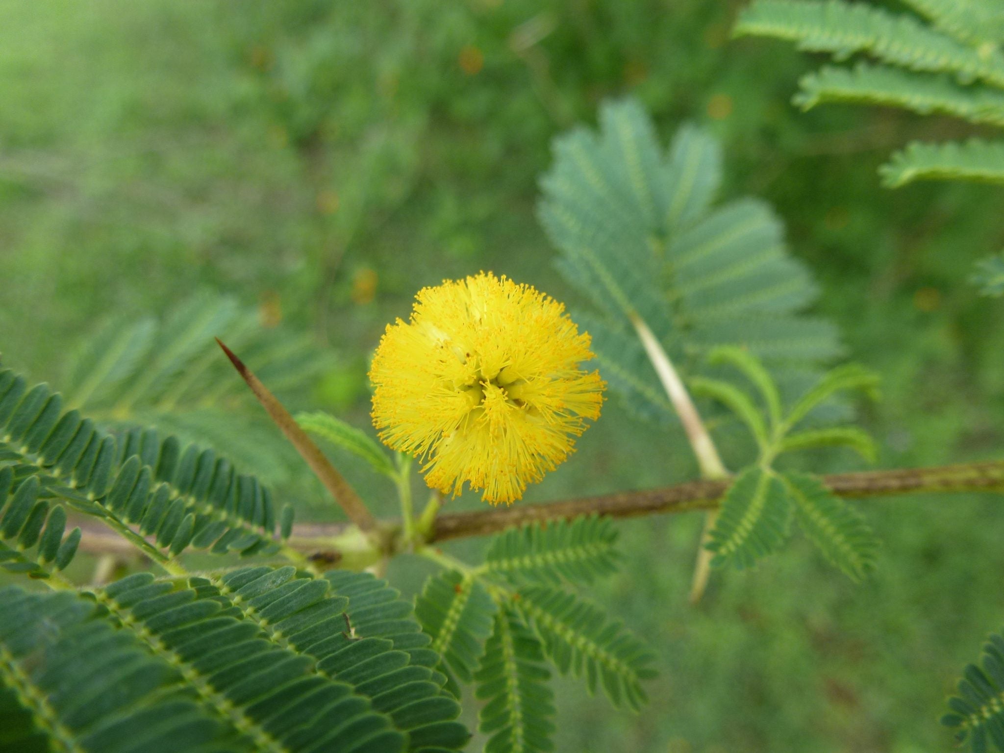 Successful Biological Controls for Weed Management in Australia