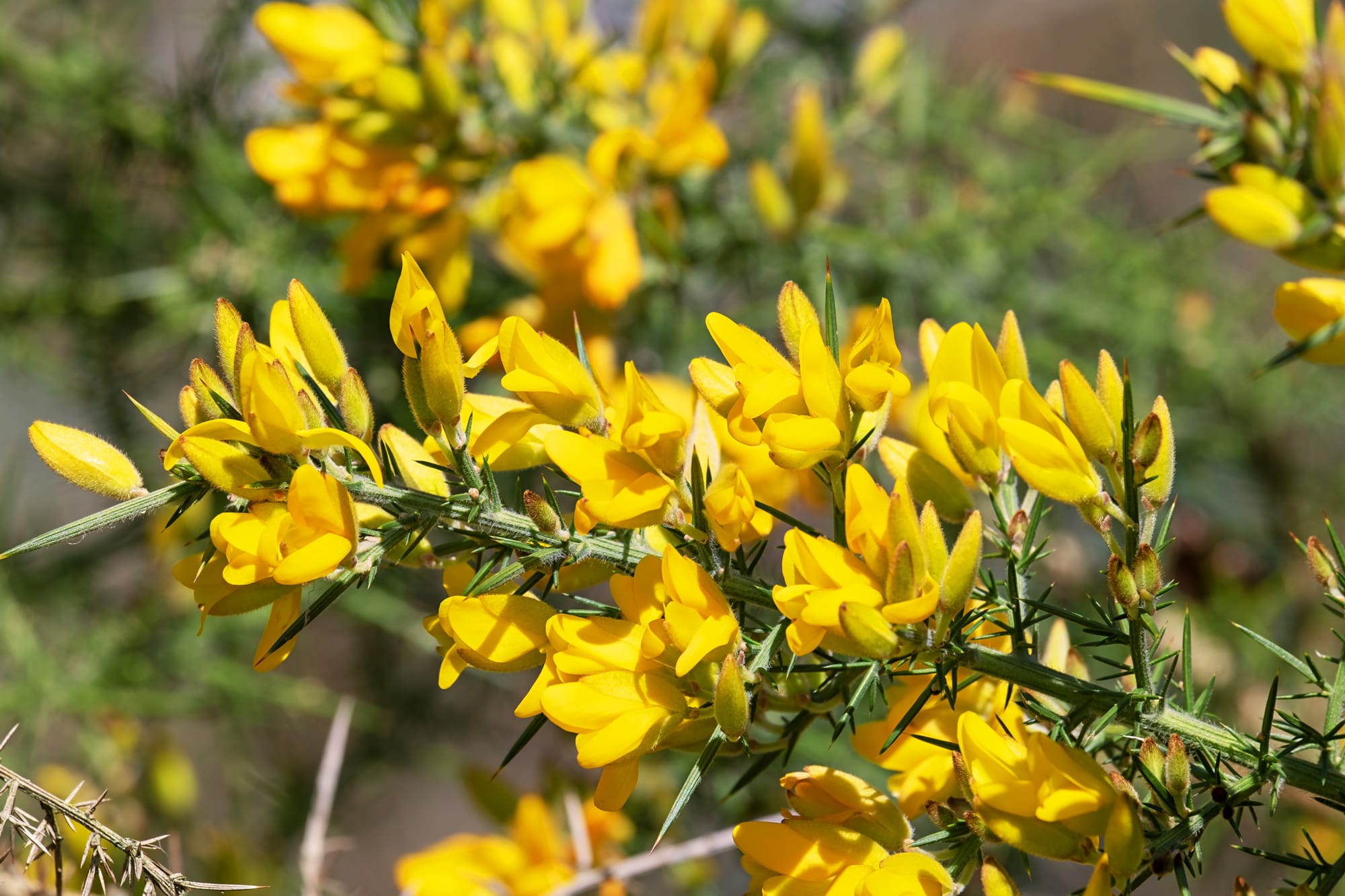 The Dynamic Duo: Triclopyr and Picloram in Woody Weed Control