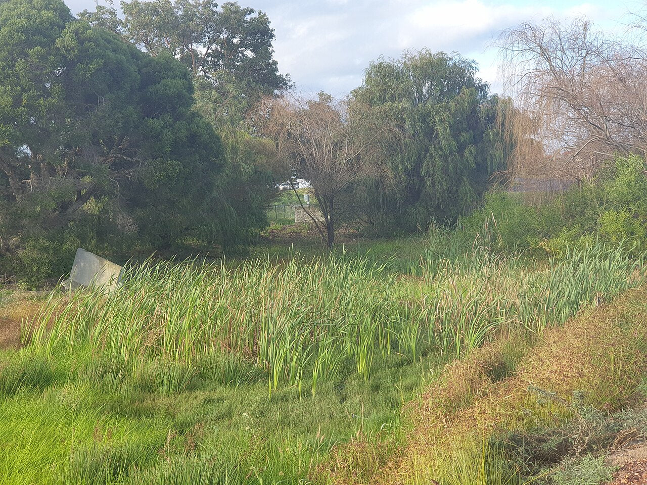 The IVM Project: Transforming Mown Vegetation Management