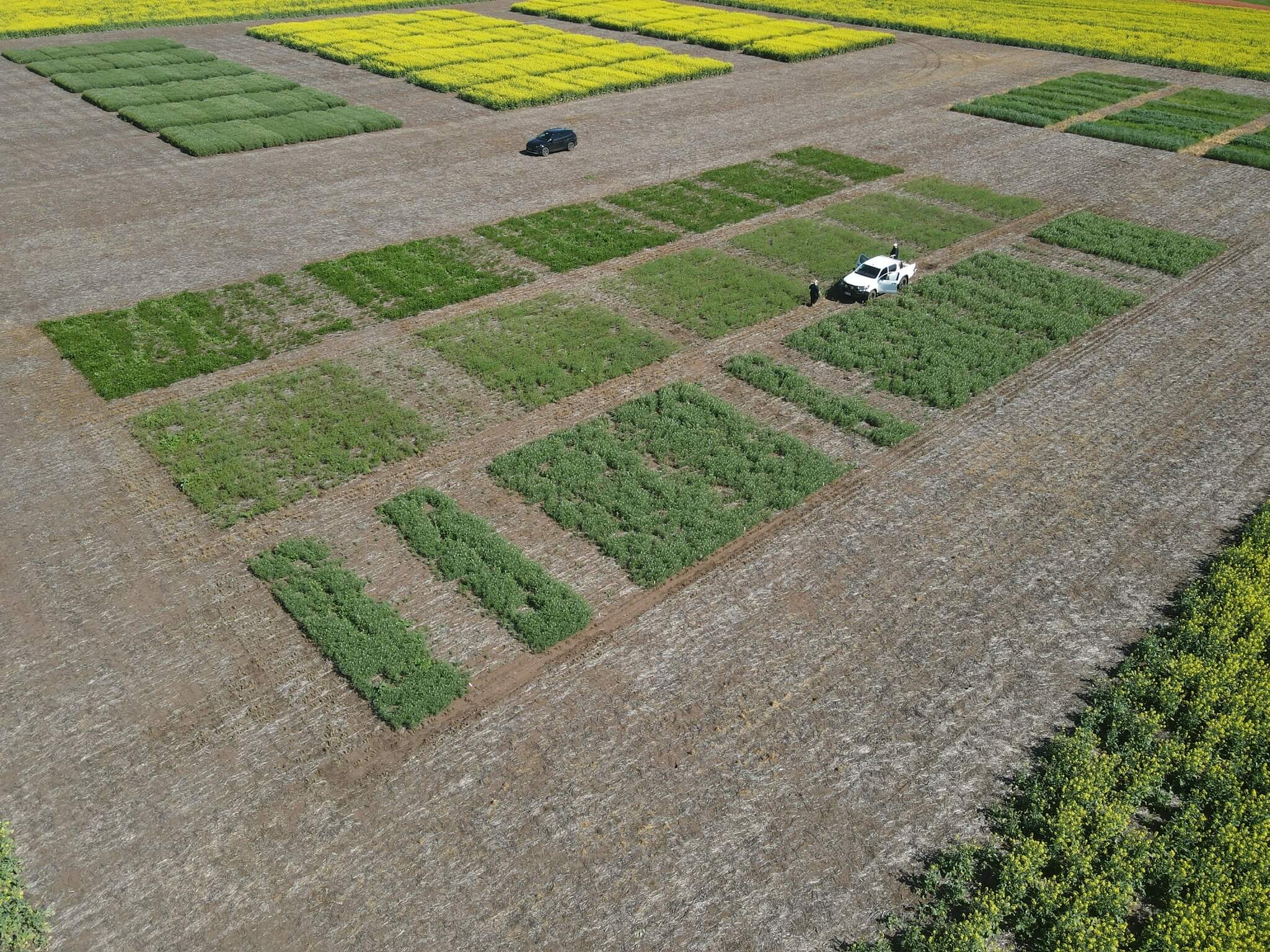 The Science Behind Herbicides: How Different Groups Tackle Weeds