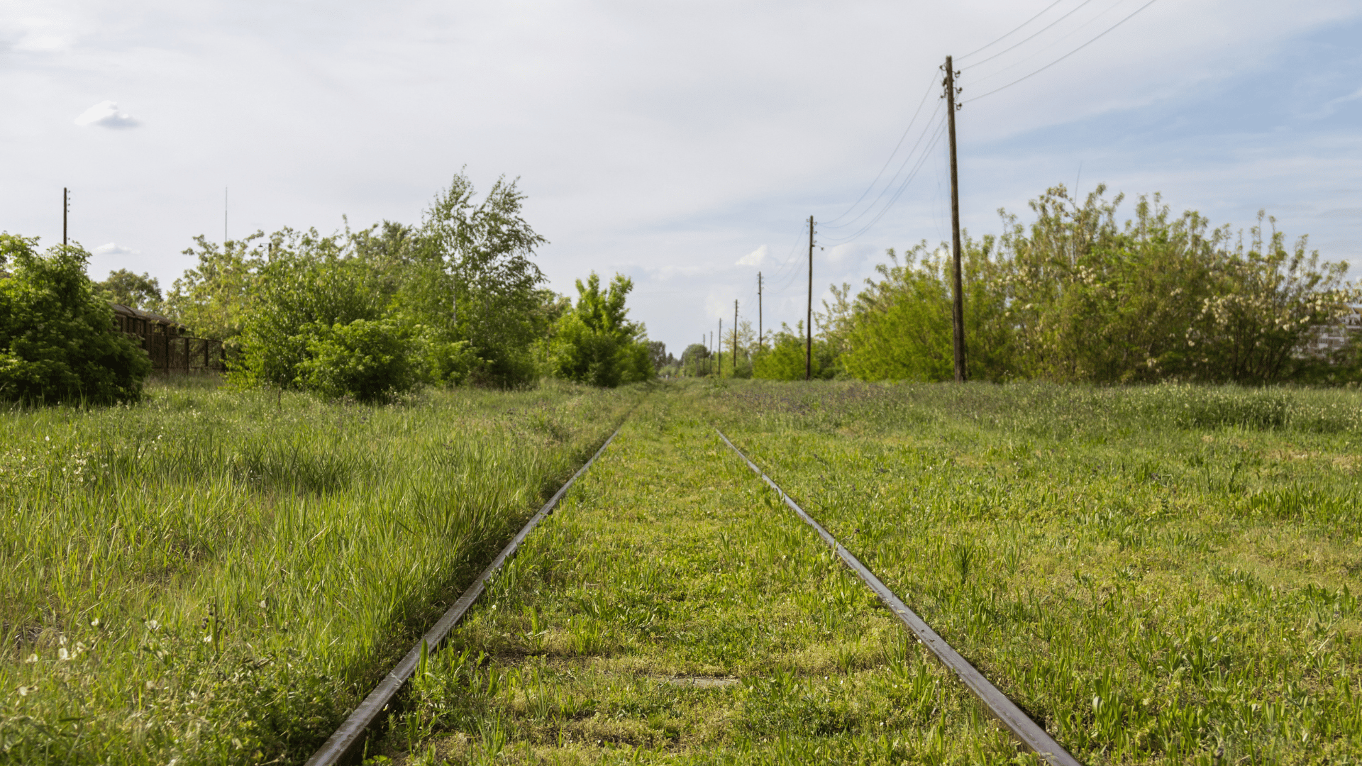 Vegetation Management Reality on Large Infrastructure Networks
