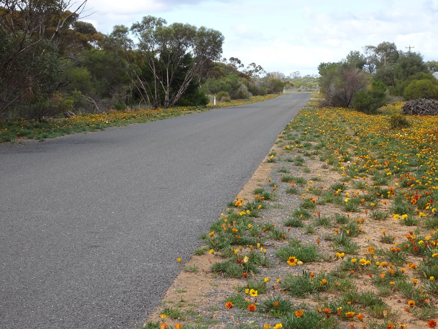 Archive: Herbicide Resistance Discovered in Our Worst Weed