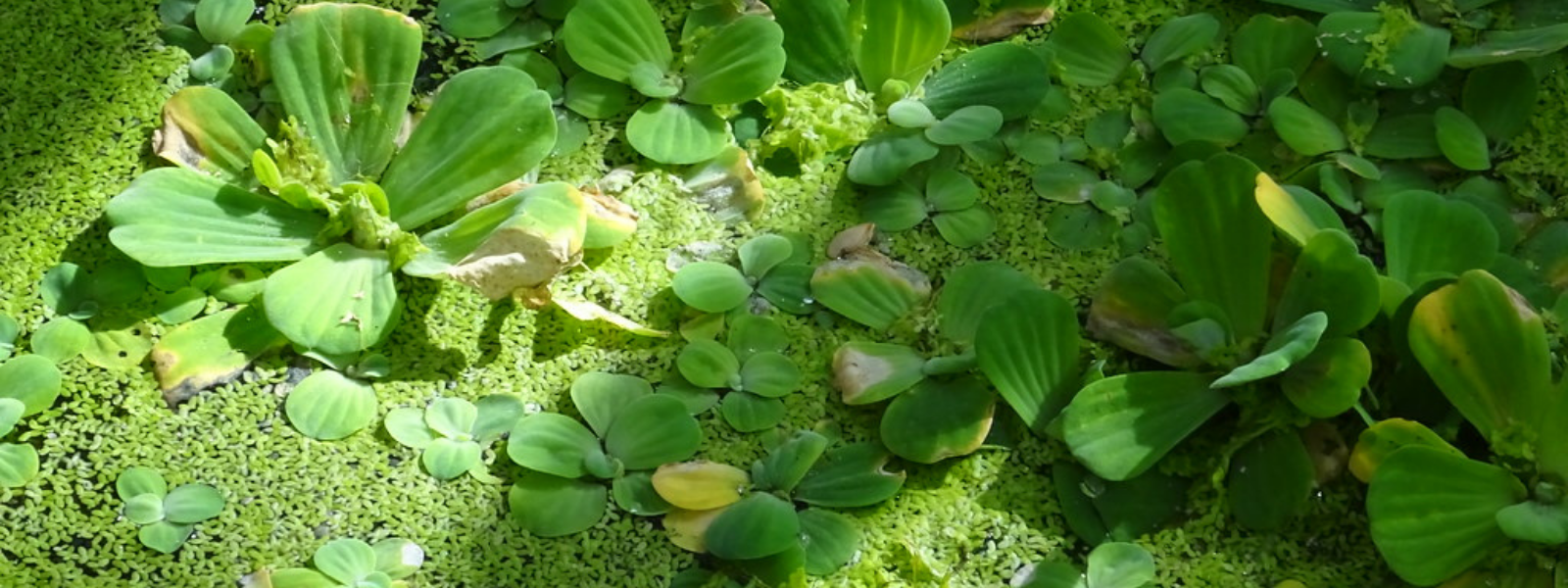 Water Lettuce