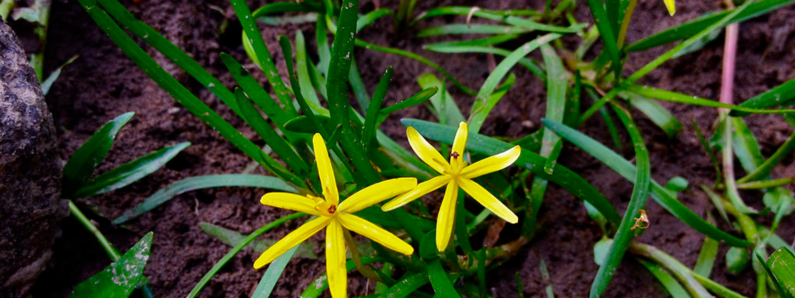 Water stargrass