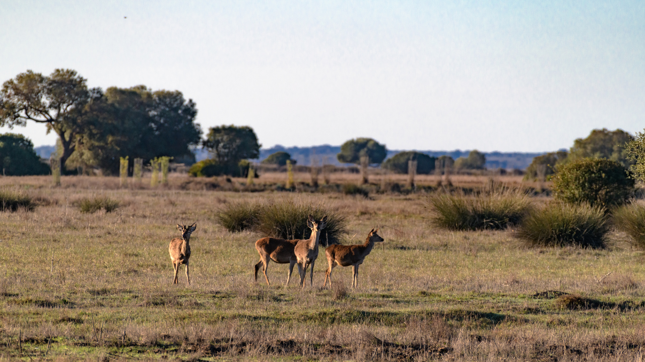 Wildlife and Pest Management in Australia, Complexity, Trade-offs, and the Need for Integrated Decision Making
