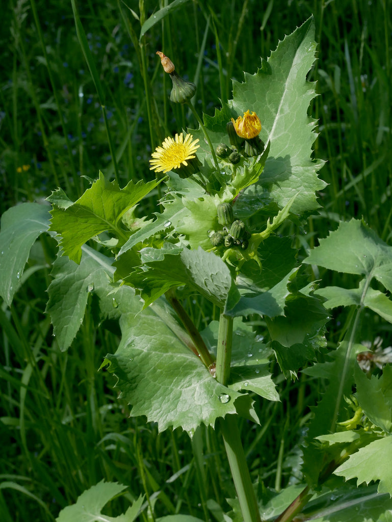 Thistle