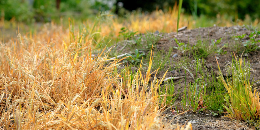 Greenway Weed Solutions Products and Advice for Weed management